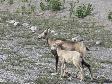 C-mama and baby stone sheep