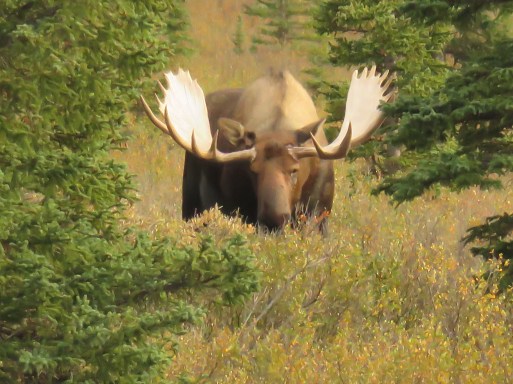 C-face on moose